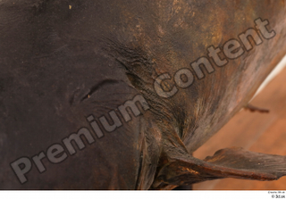 Catfish  1 body fish 0008.jpg